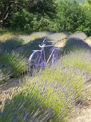 a blue bike parked in a field of tall grass at Les Néfliers chambre d'hôtes in Céreste