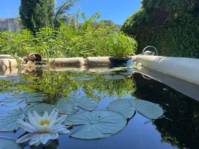 a garden with a pond with lilies in it at MAS aux CEDRES in Lioux