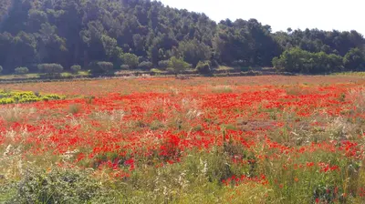 a field full of red flowers in a field at Le Samaro in Puyvert