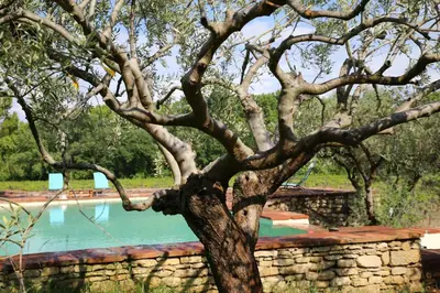 a tree in front of a pool of water at DOMAINE de MAS CARON Gîte 4* au pied du Ventoux en Provence in Caromb