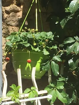a green planter with a strawberry plant in it at Havre de paix en Provence in Lauris