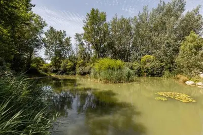 a body of water with trees and bushes at La Bastide de l Etang in LʼIsle-sur-la-Sorgue