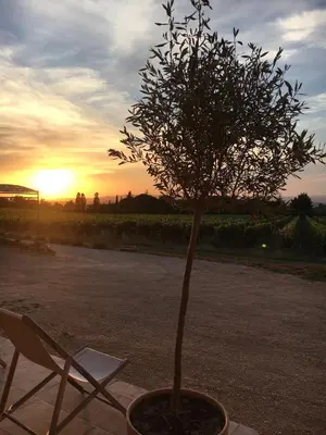 a tree and a chair in front of a sunset at l'Ecurie in Bonnieux