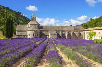 a field of purple flowers in front of a church at The Originals Boutique, Hôtel du Parc, Cavaillon in Cavaillon
