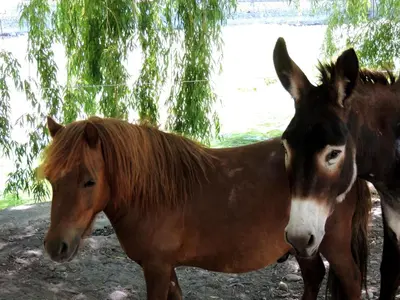 two brown horses standing next to each other at Logis Hôtel Restaurant du Parc in Fontaine-de-Vaucluse