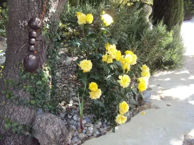 a bunch of yellow flowers next to a tree at Maison d'Hôtes La Douloire in Pernes-les-Fontaines