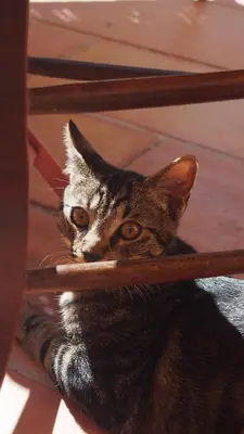 a cat laying on the floor under a table at Mas du Kairos in Venasque