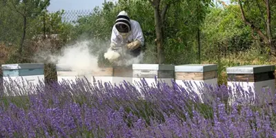 a person with a gun in a garden with purple flowers at Gîte de caractère au pied du Mont Ventoux avec piscine couverte in Sault-de-Vaucluse