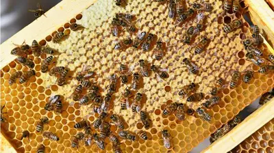 a swarm of bees on a beehive at Gîte de caractère au pied du Mont Ventoux avec piscine couverte in Sault-de-Vaucluse