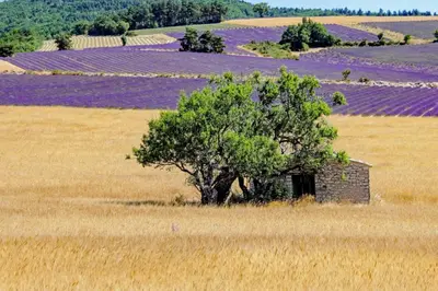 an old building in a field with a tree at Gîte de caractère au pied du Mont Ventoux avec piscine couverte in Sault-de-Vaucluse