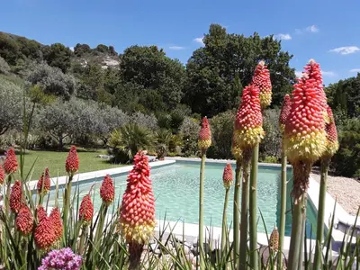 a group of flowers in front of a swimming pool at la petite maison in Vaugines