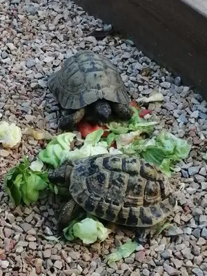 a tortoise eating lettuce on a rocky ground at Cosy Studio en Provence in Carpentras