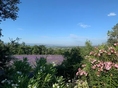 a field of flowers with a purple field of flowers at Chambre privée indépendante au cœur du Luberon in Saint-Saturnin-les-Apt