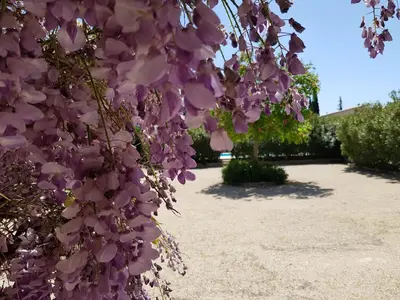 a bunch of purple flowers hanging from a tree at La Pastorale in Lagnes