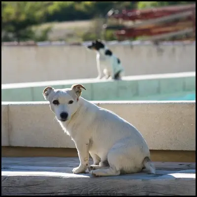 a white dog sitting on a sidewalk with a cat in the background at La Fontaine in Simiane-la-Rotonde