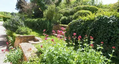 a garden with pink flowers and a hedge at Chez Manon in Apt
