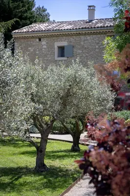 two trees with white flowers in front of a house at Mas des Cèdres in Ménerbes