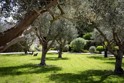 a group of trees in a field of grass at Mas des Cèdres in Ménerbes