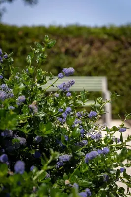 a bush with purple flowers in front of a bench at Mas des Cèdres in Ménerbes