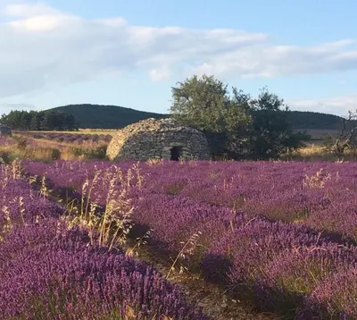 a field of purple flowers in front of a stone building at LA MAISON D’ALICE in Sault-de-Vaucluse