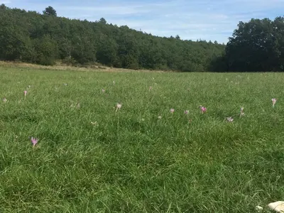 a field of grass with pink flowers in it at LA MAISON D’ALICE in Sault-de-Vaucluse