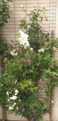a vine of white flowers on a wall at Un petit coin de paradis in Modène