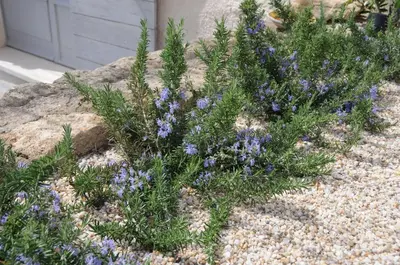 a bunch of purple flowers in a garden at Villa Vagabonde in Gordes