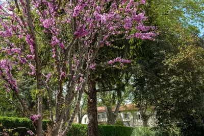 a park with green grass and trees at Mas 9 Romanin - Mas Provençal Familial in Saint-Rémy-de-Provence