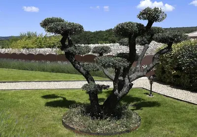 a statue of a bonsai tree in a garden at Bastide Des Demoiselles in Roussillon