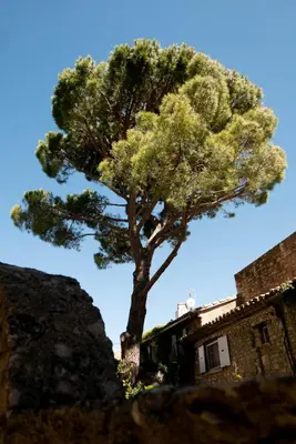 a pine tree in front of a building at Les Maisons Mado in Venasque