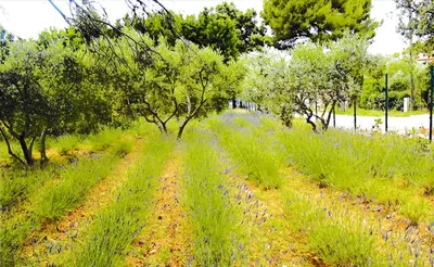 a field of grass with trees and bushes at Appartement lumineux à Lançon-Provence, piscine partagée in Lançon-Provence