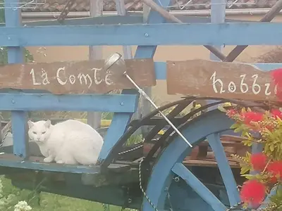 a white cat sitting on a blue bench at la fée viviane et michel l'enchanteur in Robion en Luberon