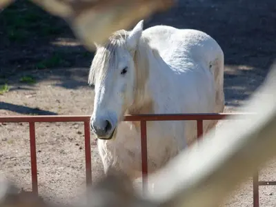 a white horse standing next to a fence at Holiday Home Mas de la Gourmette by Interhome in Châteaurenard