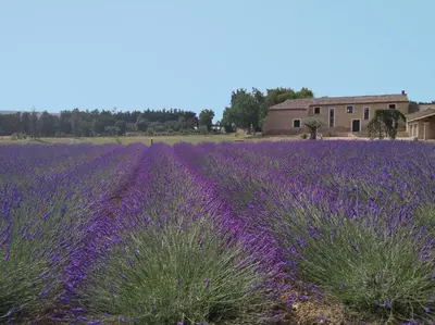 a field of lavender with a house in the background at Mas Des Fugueyrolles in Cavaillon