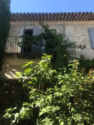 a tree in front of a building with a window at Le mas jasmins in Ménerbes