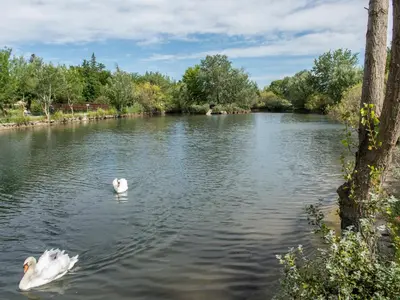 two white swans swimming in a lake at Residence Sun Hols Les Rives du Lac in Saint-Saturnin-lès-Avignon