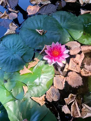 a pink flower sitting on top of a bunch of leaves at Villa Suzanne - Lambesc centre in Lambesc