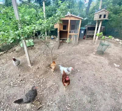 a group of chickens walking around a chicken coop at « CARPE DIEM » in Aix-en-Provence