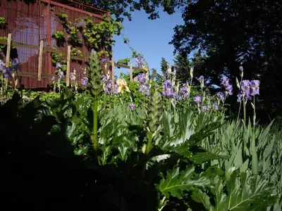 a garden with bushes and trees and a path at La bastide de Mauragne - Gîte les Iris in Apt