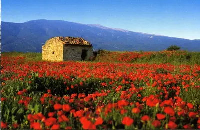 a stone building in a field of red flowers at Charmante maison de village au cœur du Luberon in Pierrevert