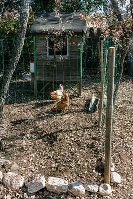 a cat sitting in front of a bird house at Le JARDIN DES DELIS gite NEUF avec piscine bio UV in Saint-Saturnin-les-Apt