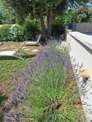 a bush with purple flowers next to a wall at Le JARDIN DES DELIS gite NEUF avec piscine bio UV in Saint-Saturnin-les-Apt