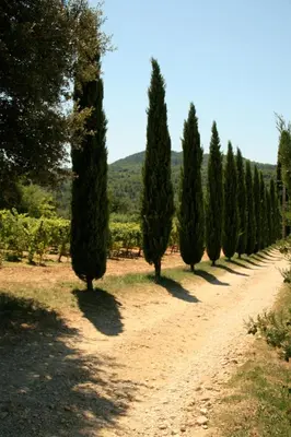 a row of cypress trees on a dirt road at Le petit Bacalan in Mormoiron