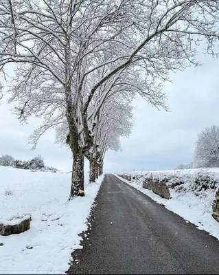 a snow covered road with a tree on the side at La Source in Oppedette