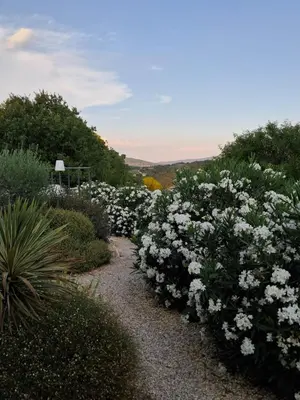 a garden filled with white flowers on a path at La Possibilité d'une Ile in Apt