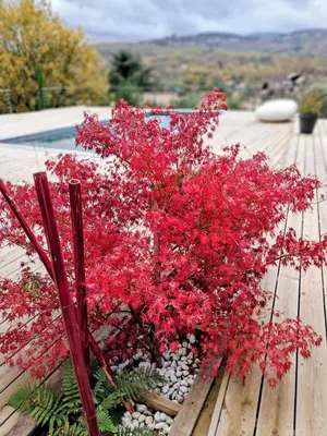 a red plant sitting on top of a wooden deck at La Possibilité d'une Ile in Apt