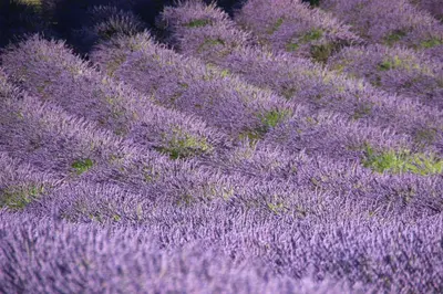 an overhead view of a field of lavender at Chambres d'hôtes Elisa & Etienne in Manosque