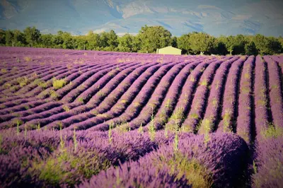 a field of lavender with a house in the background at Chambres d'hôtes Elisa & Etienne in Manosque