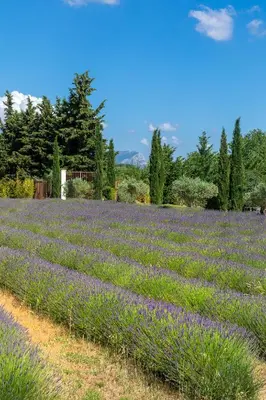 a field of lavender with trees in the background at La Bastide de Damien, 5 clefs Demeure d'Exception et Table Remarquable dans le guide Teritoria, JACUZZI Privatif, Cuisine étoilée Dominique Frérard in Aix-en-Provence