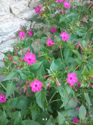 a plant with pink flowers in front of a wall at Le temps des cerises in Méthamis